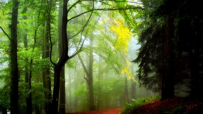 Misty forest with green trees and fallen leaves