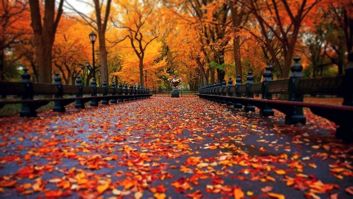 Autumn park path with fallen leaves and benches