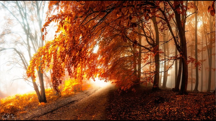 Autumn forest path with golden leaves