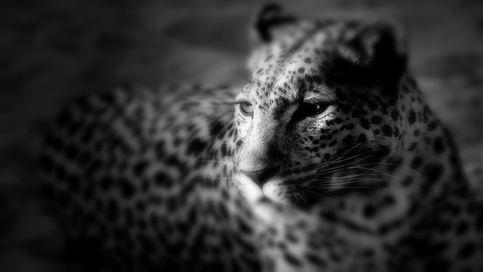 Black and white close-up of a leopard