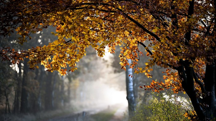 Autumn trees with golden leaves in foggy forest