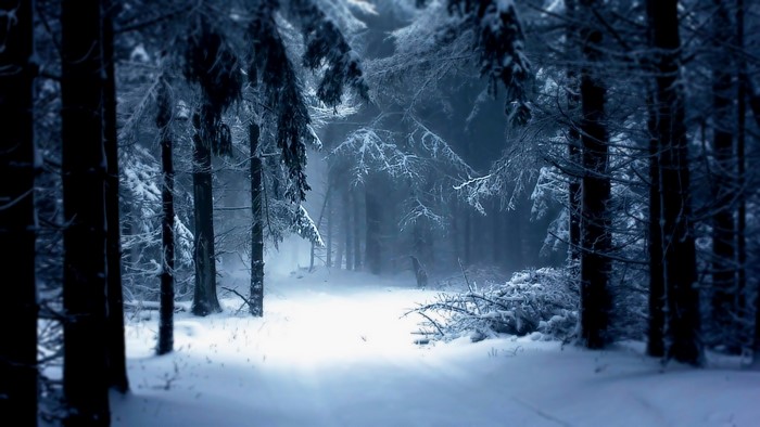 Winter forest with snow-covered trees