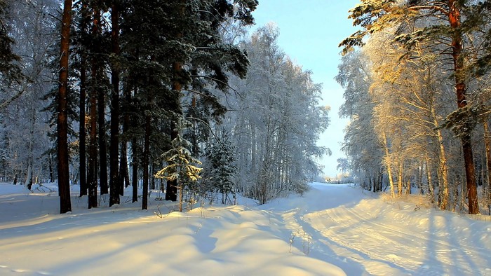 Winter forest with snow-covered trees and a path
