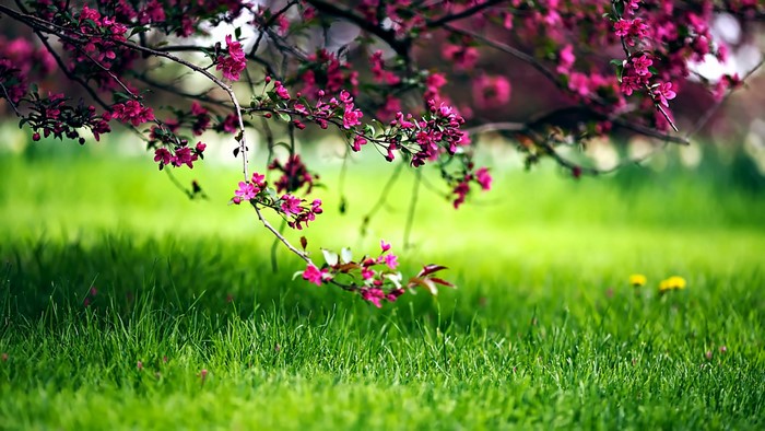 Pink blossoms on a tree branch over green grass