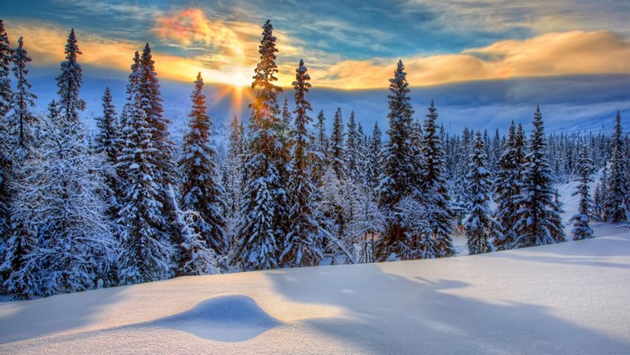4K Winter Forest Sunrise