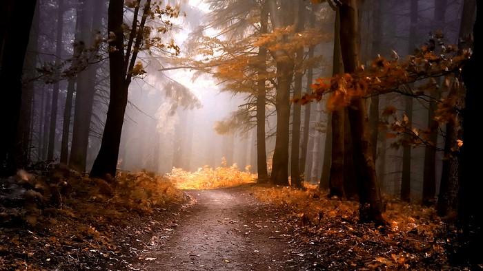 4K Fall Forest Path