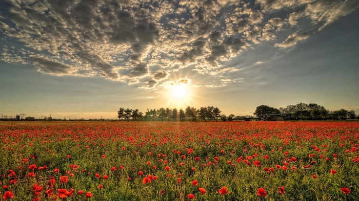 Field of red poppies at sunset