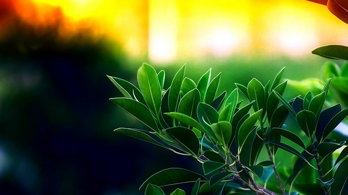 Green leaves on a branch with blurred background