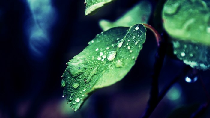 Water Drops on Green Leaves