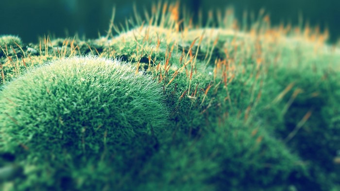 Moss macro photography
