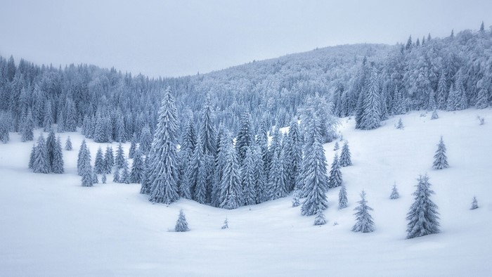Snow-covered pine trees on a misty mountain slope