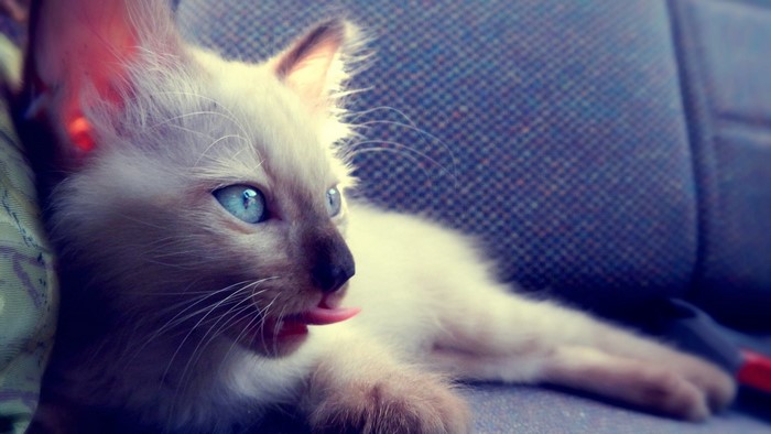 Blue-eyed kitten with tongue out