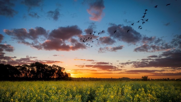 Birds flying at sunset over a field