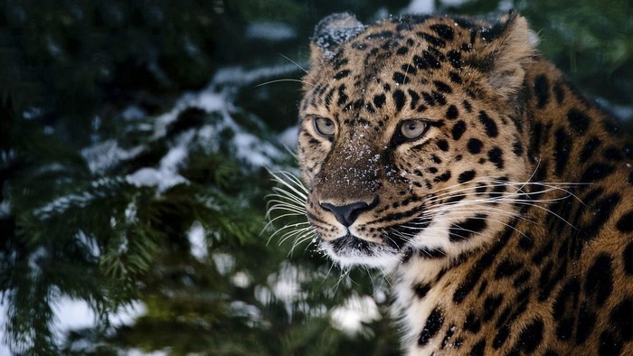 Leopard in the Snow