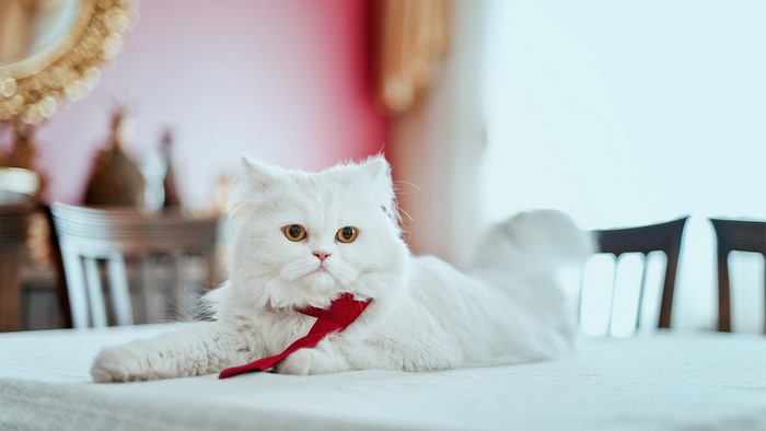 White Persian cat with red tie