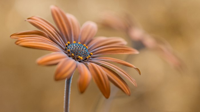 Orange Daisy Flower