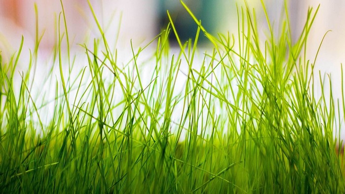 Close-up of green grass blades
