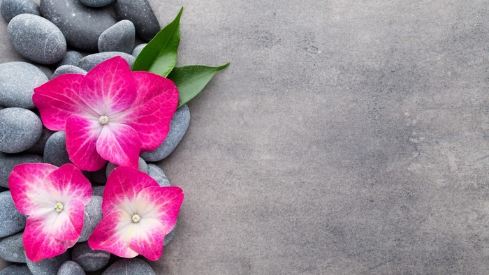 Pink Hydrangea Flowers and Gray Stones