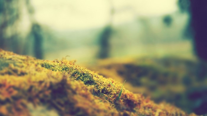 Mossy ground with blurred forest background
