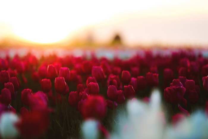 4K Spring Tulips Field at Sunset