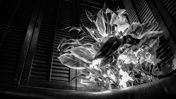 Plant at Cocktail Bar