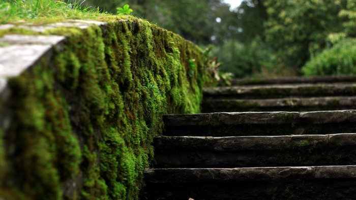 Moss covered stone stairs in a garden