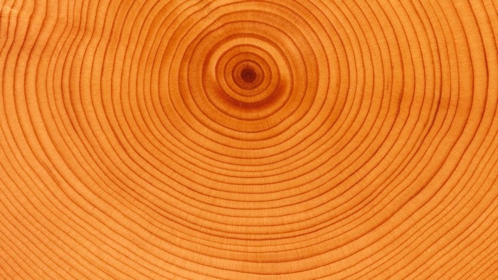 Close-up of Tree Rings