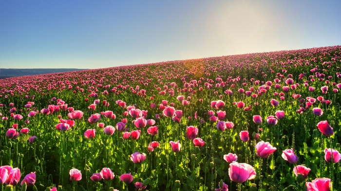 Field of pink poppies under a bright sky