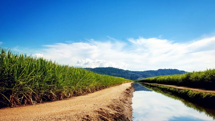 Sugarcane fields with a dirt path and canal