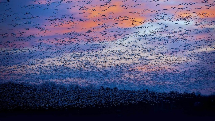 Snow Goose Migration at Sunset