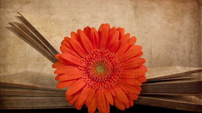 Red Gerbera Flower on Old Book