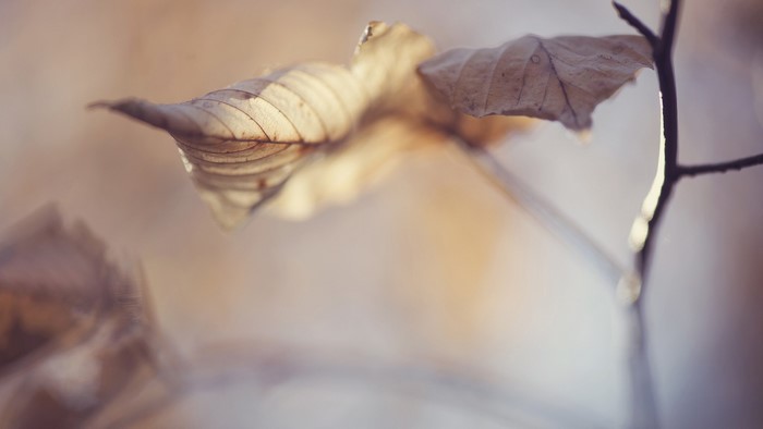 Dried leaves on a branch in macro