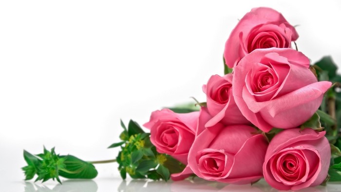 Pink Roses