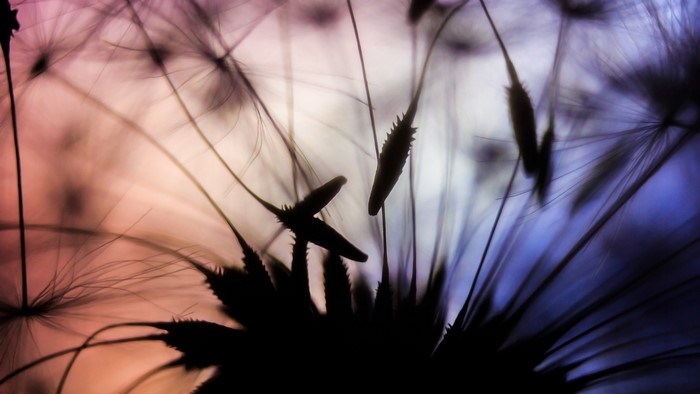 Macro shot of dandelion seeds with colorful background