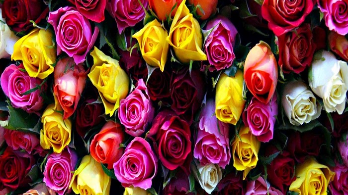 Many Colorful Roses