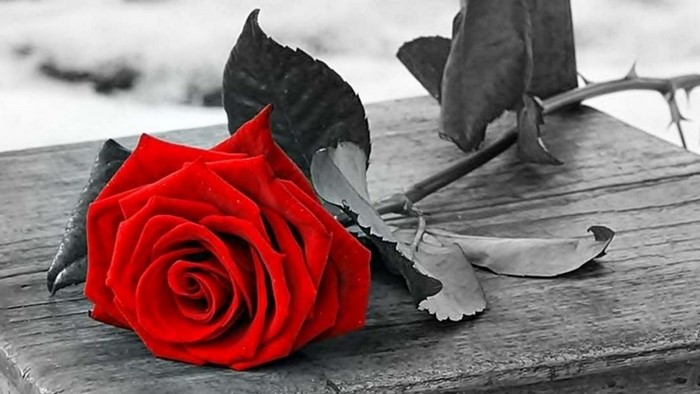 Selective Color Red Rose on Wooden Surface