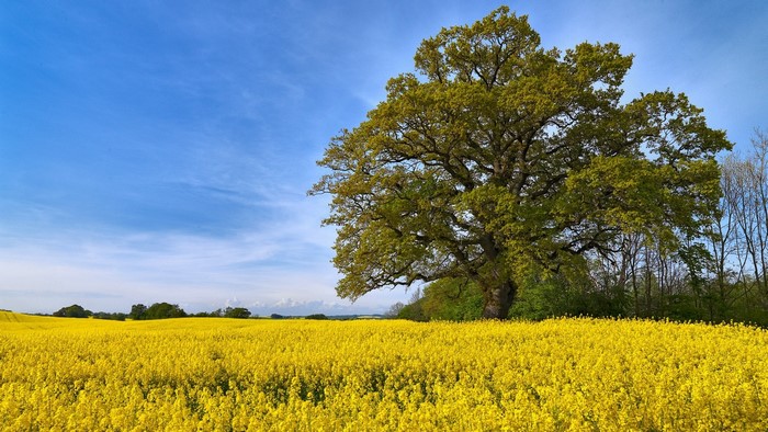 Large oak tree in a yellow rapeseed field under a blue sky