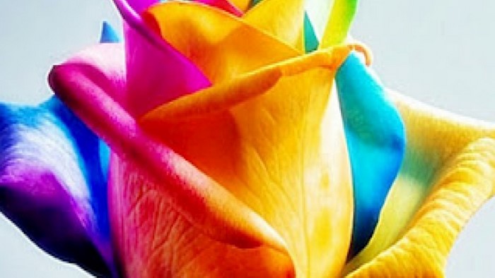 Rainbow Rose