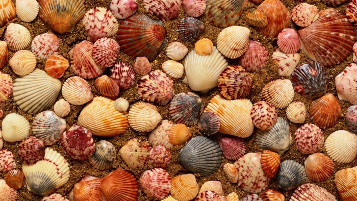 Assortment of colorful seashells on sand
