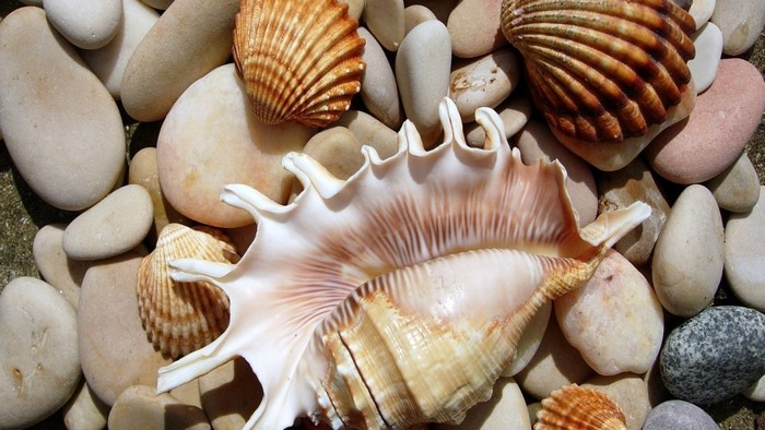 Seashells and Pebbles
