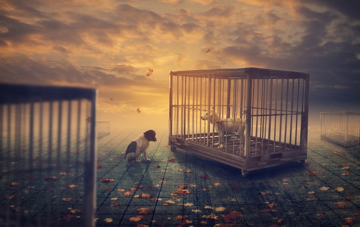 Two dogs, one in a cage, with cages in the background