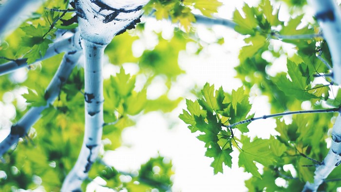 Green leaves and tree branches against bright sky