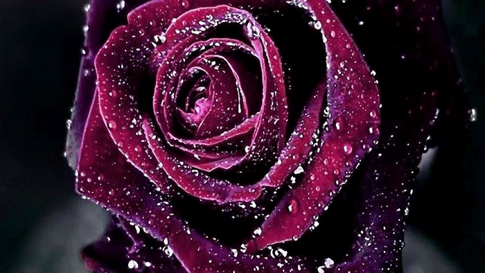 Dark purple rose with water droplets