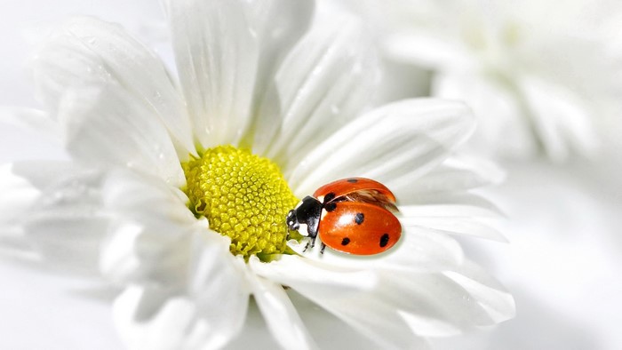 Daisy and Ladybug