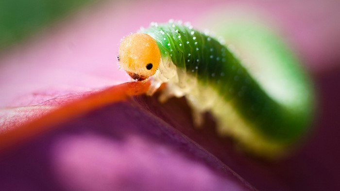 Close-up of a green caterpillar with an orange head