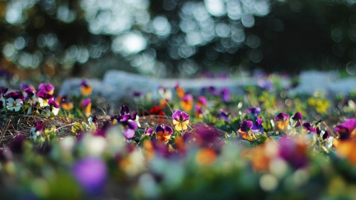 Pansies flowers in a garden