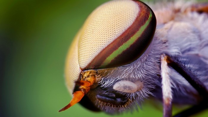 Macro shot of a fly's compound eye