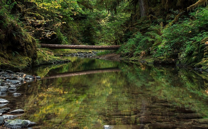 Forest stream with fallen log and reflections