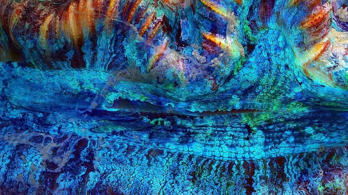 Colorful Coral Reef Close-up