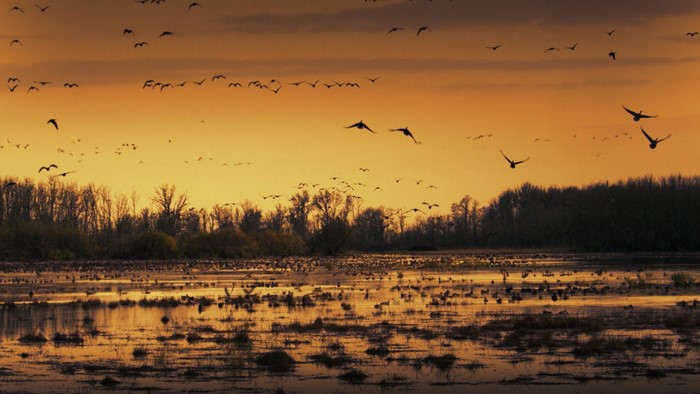 Flock of Geese Flying Over Wetland at Sunset